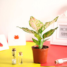 【项王 13款红掌 白掌 麒麟尾 粗肋草等绿植 室