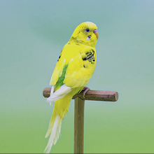 【秋水鱼悦 鹦鹉鱼食 银龙鱼饲料虾干鱼粮 无头