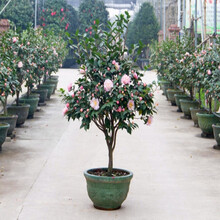 【山竹苗山竹树苗当年结果盆栽树苗南方水果树