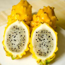 【可以长大的鲜活植物 圣诞树 绿植 盆栽 圣诞节