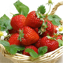 【庭院 盆栽 果树苗车厘子嫁接 樱桃苗 樱桃树苗