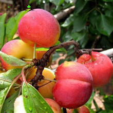 物 腊梅花 素心腊梅 2年苗和仿真植物 苹果树盆