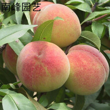 【庭院 盆栽 果树苗车厘子嫁接 樱桃苗 樱桃树苗