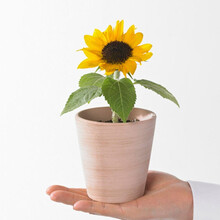 花明月  向日葵种子 矮向日葵种子重瓣向日葵 油葵种子 多花向日葵 观赏向日葵 矮向日葵15粒