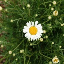 驱蚊草种子 驱蚊菊 除虫菊 天然驱蚊 植物种子盆栽花种子 100粒