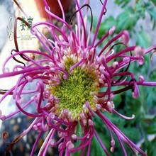 瑞天园艺 菊花苗菊花大苗四季花卉盆栽植物菊花保证颜色当年开花 蓝贵宾 紫丝玉带