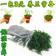 刘阁兰花 兰花专用保湿水苔 美观绿化苔藓 养兰花苗需备水草 绿植花卉盆景 兰花专用保湿苔藓，买10包送1包