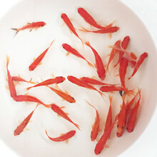 易萌 金鱼活体冷水鱼观赏鱼水族宠物活体鱼红草金鱼淡水鱼苗 5-6cm 20条