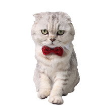 吉仔仔宠物领结领带  猫咪可爱优雅风领结 狗狗绅士蝴蝶结领带服饰品 B026白红蝴蝶结 S(10斤内猫)