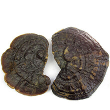 然生灵芝野外生长灵芝云南无柄赤芝红灵芝250g