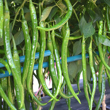 寿禾 辣神线椒种子/辣椒苗高产二荆条超辣早熟线椒苗春夏季播种寿光大棚蔬菜苗种苗四季高产特辣菜种籽菜籽 辣神F1 线椒苗 24棵