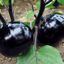 寿禾 紫黑圆茄子种子/茄子苗 紫色茄种子早熟紫黑高产蔬菜苗种苗 阳台四季盆栽种菜 寿光高产菜种籽菜籽 紫黑圆茄子种子 100粒简装