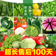 阳台盆栽水果草莓香菜籽葱种子蔬菜种子 红草莓