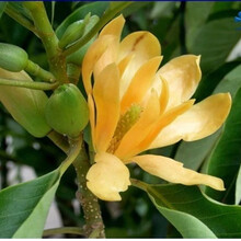 白兰花盆栽 黄桷兰嫁接白兰花苗十里飘香白玉兰花树苗 黄兰盆栽地栽苗 黄兰8年苗