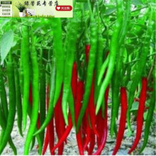 蔬菜种子 红线椒种子 湖南辣椒 春秋可播 辣味强 2包