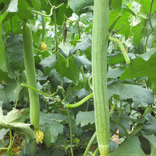 寿禾 丝瓜种子美佳1号长丝瓜苗  大棚阳台蔬菜种菜种苗春夏季播种早熟高产顺直四季蔬菜寿光菜种籽 美佳1号丝瓜苗 10棵