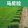 矮生马尼拉0.5平方