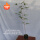 土培红竹 1杆/盆80-100cm