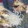 灰白海葵6-8cm一个