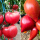 大粉番茄+红芒果蜜苗各6棵 +1包
