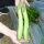 绿长茄苗 12棵
