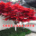 树形优美红枫树3.5厘米粗1米5左