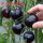 黑西红柿苗（5颗）