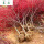 日本红枫树苗(粗约5cm)