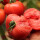 粉冠2号大西红柿种子 30粒/袋