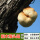 猴头菇菇木头种-4袋【可种1200斤
