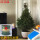 精品云杉圣诞树1.5-1.7米高 0个 0cm