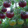 紫玉番茄苗6颗