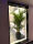 特级散尾葵1.4-1.5m-黑色圆盆