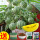 盆栽黄瓤小西瓜50粒+盆土肥