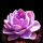 紫珍珠（4-6cm）