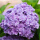 紫色绣球约60粒+肥料