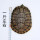 1斤母龟【约14-16cm】