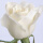 10白玫瑰玫瑰老桩一颗