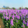 紫罗兰种子250克