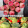 水蜜桃玫瑰5-6厘米塑料盆栽好(2