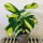金梦竹芋一棵约20cm高4-6片叶子