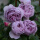 紫罗兰8年苗 当年开花