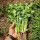 耐热香菜种子50g/43℃正常生长