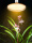 40W植物生长灯(自然光）