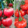 大粉番茄+马蹄番茄苗各12棵 +1包