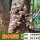 香菇木头种-2袋可种600斤木头