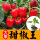 红甜椒苗 买5棵送1棵【共6棵】