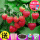 四季草莓200粒+花盆+土+肥