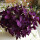紫色三叶草20种球