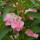单瓣粉色凤仙花种子